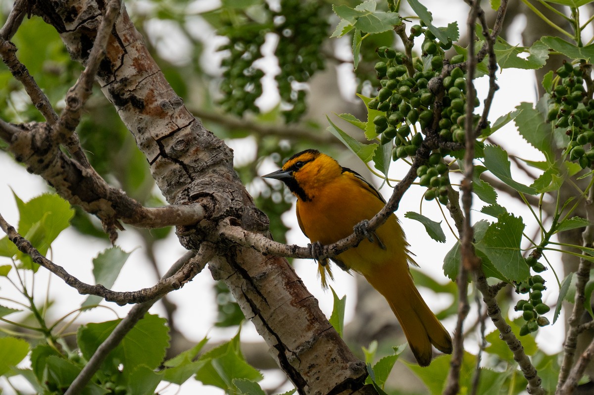 Bullock's Oriole - Isaac Boardman