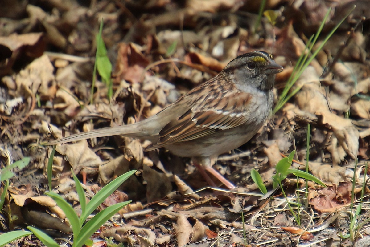 White-throated Sparrow - Elaine Cassidy