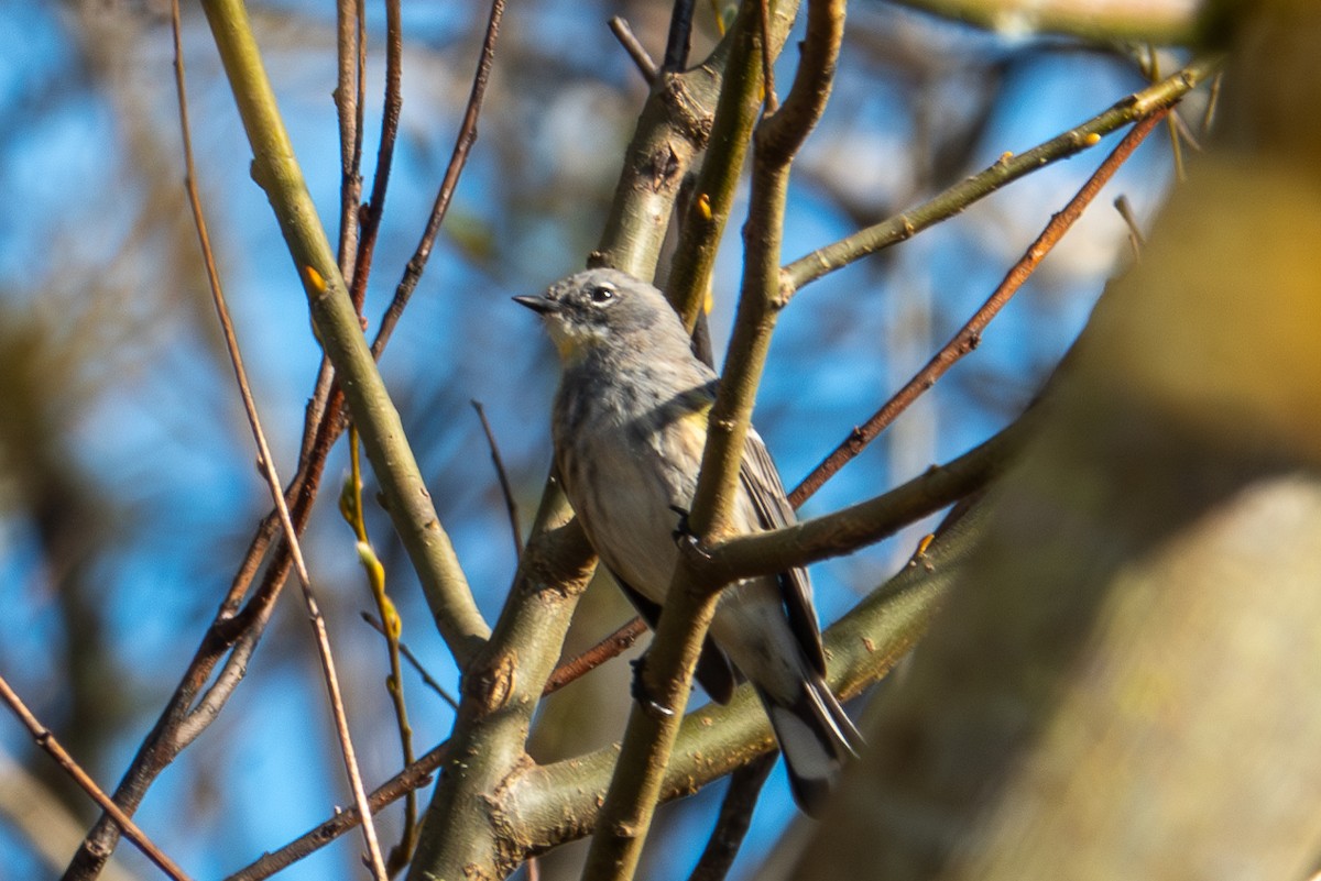 Yellow-rumped Warbler - Y Y