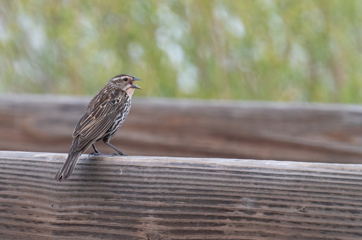 Red-winged Blackbird - Isaac Boardman