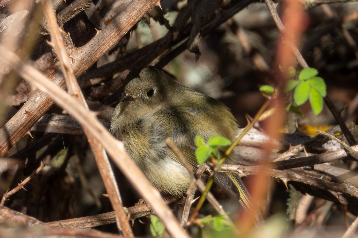 Ruby-crowned Kinglet - Y Y