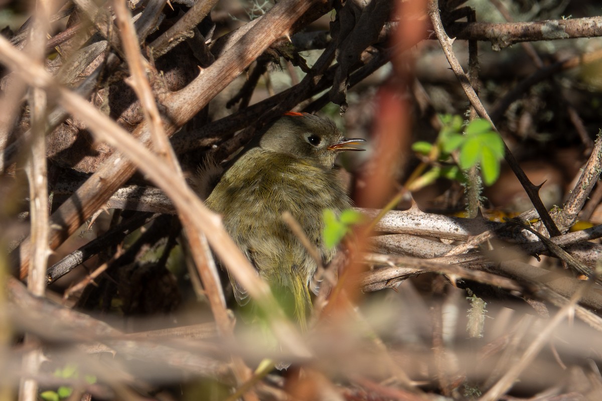 Ruby-crowned Kinglet - Y Y