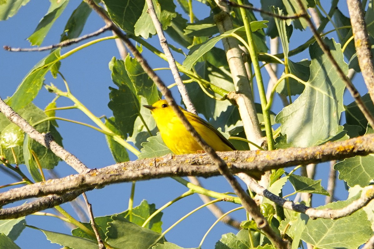 Yellow Warbler - Jaedon Tembrevilla
