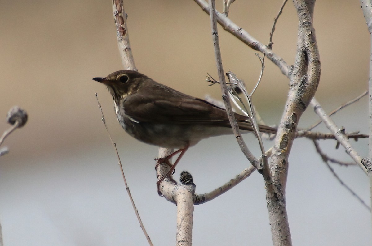 Swainson's Thrush - Elaine Cassidy