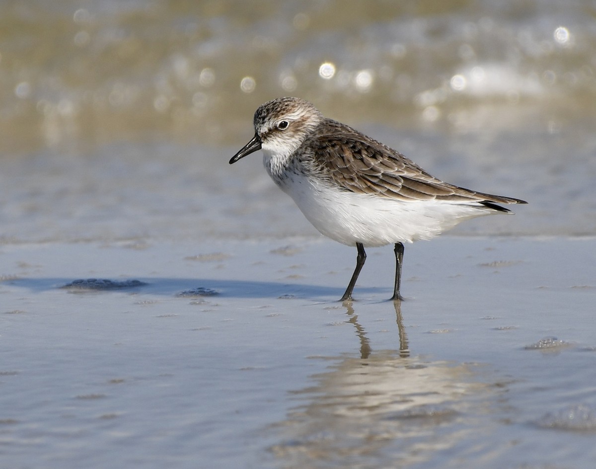 Semipalmated Sandpiper - Marie Lehmann