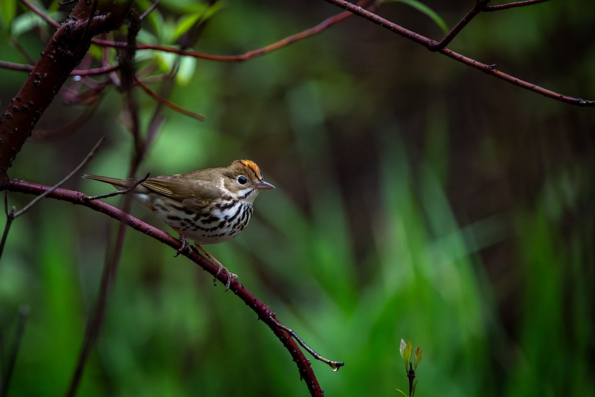 Ovenbird - Kirstyn Eckhardt