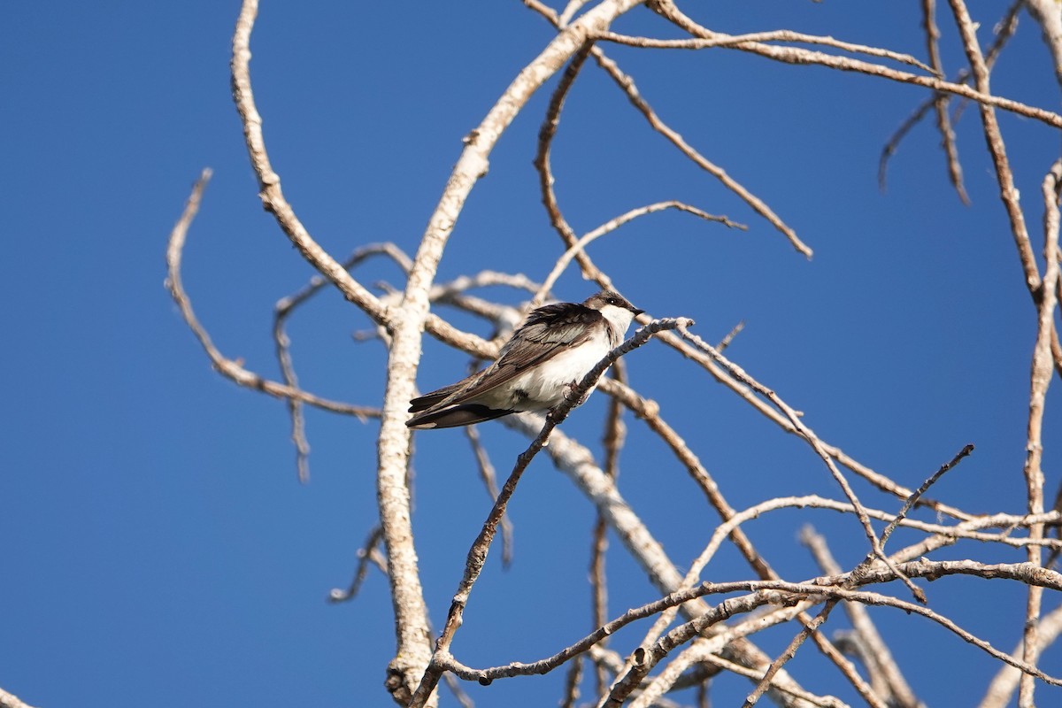 Tree Swallow - Jaedon Tembrevilla