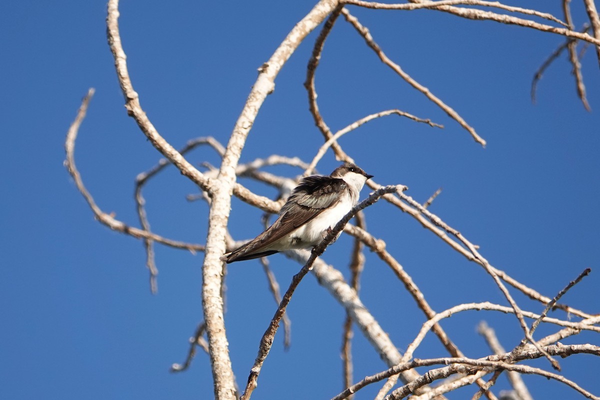 Tree Swallow - Jaedon Tembrevilla