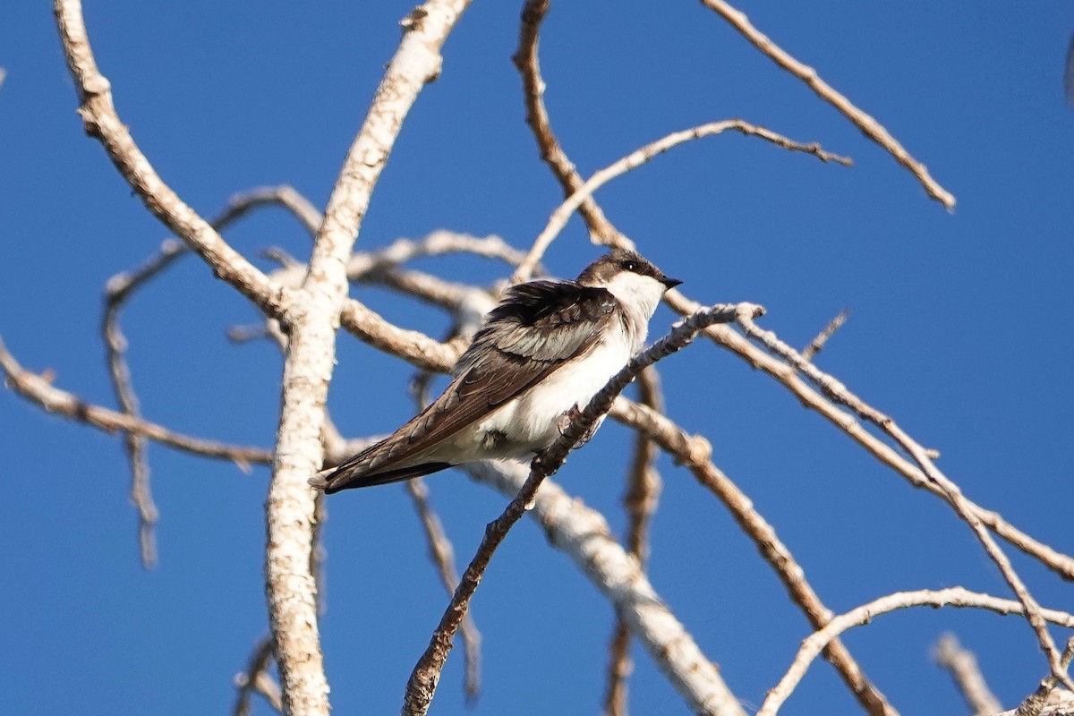 Tree Swallow - Jaedon Tembrevilla