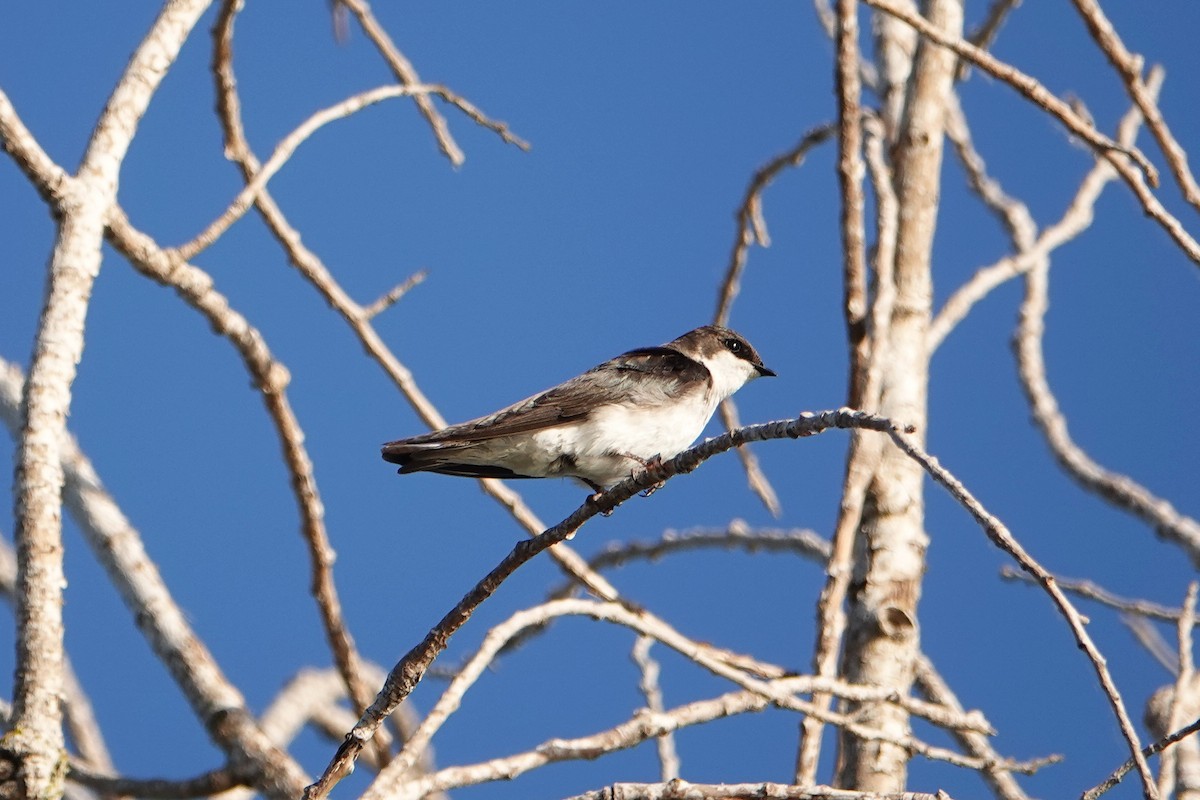 Tree Swallow - Jaedon Tembrevilla