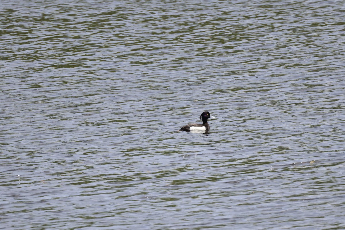 Tufted Duck - ML619117269