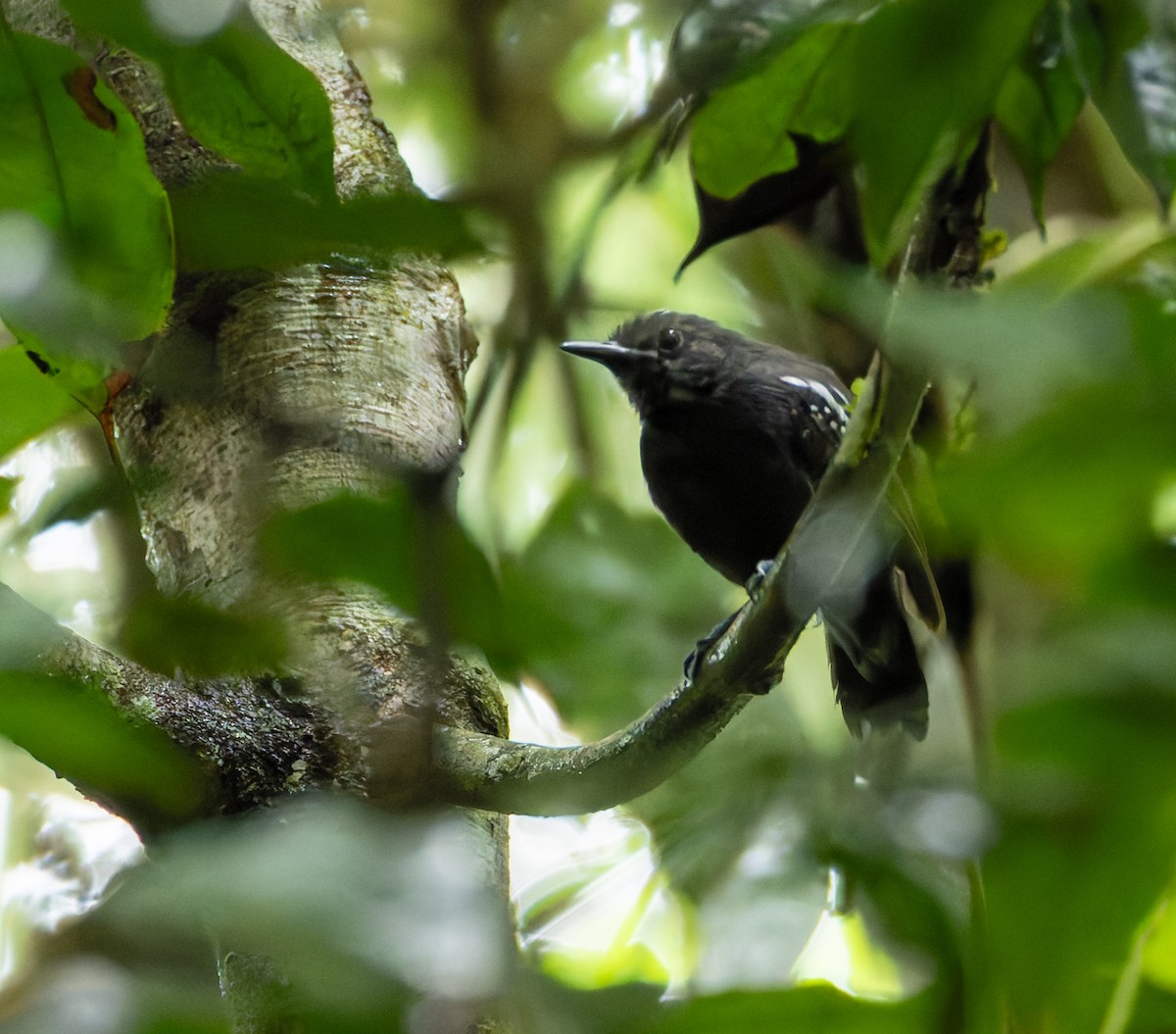 White-flanked Antwren - Joe Aliperti