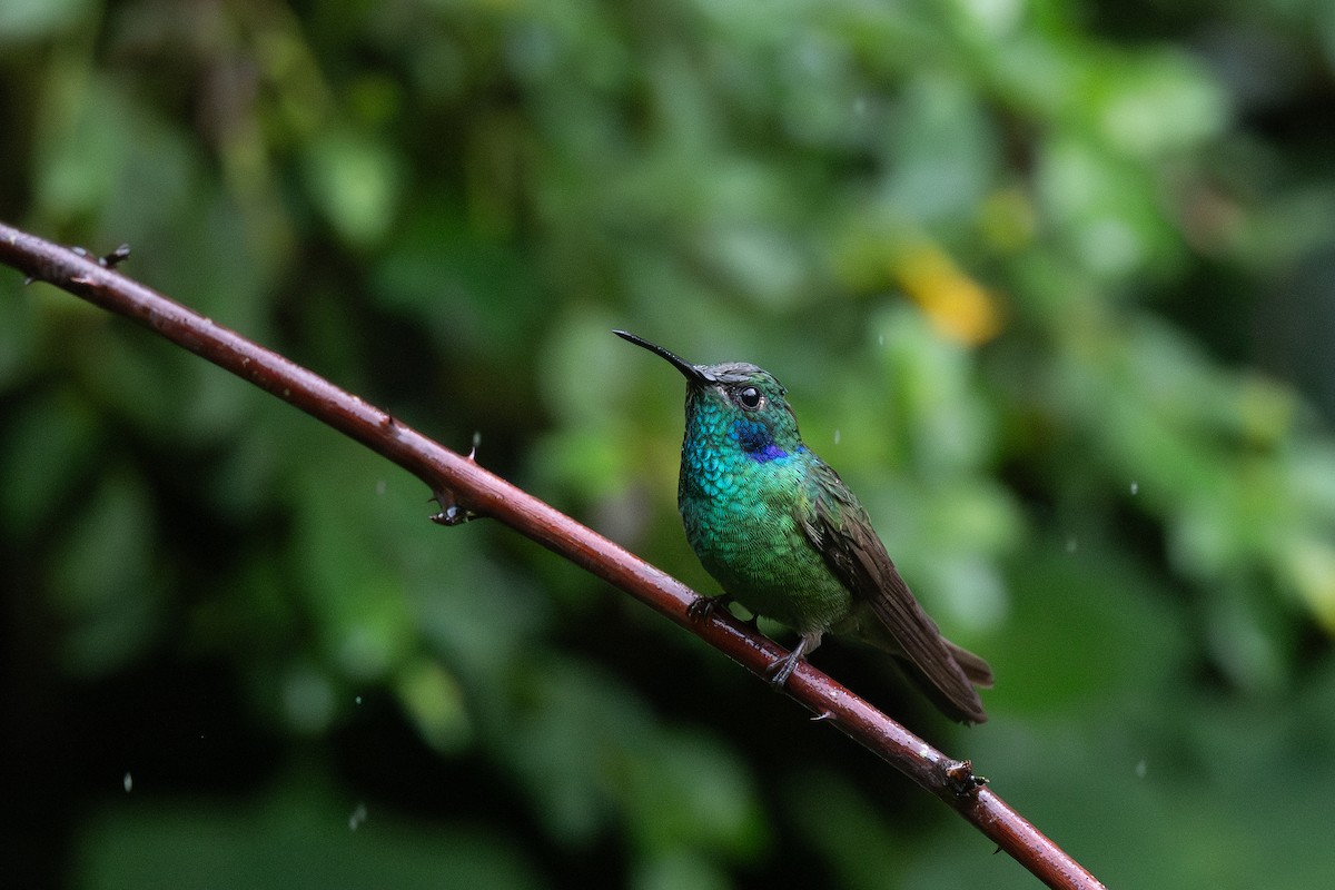 kolibřík modrouchý - ML619117277