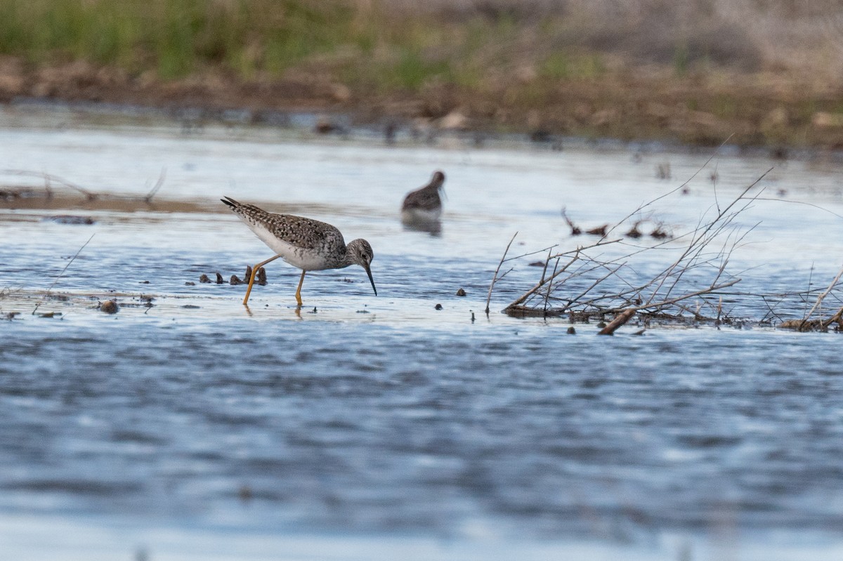 Lesser Yellowlegs - Isaac Boardman