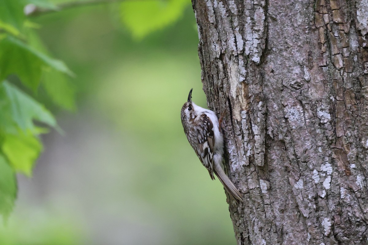 Eurasian Treecreeper - Akinori Miura