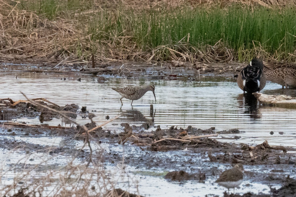 Stilt Sandpiper - ML619117300