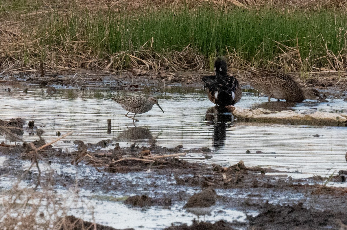 Stilt Sandpiper - ML619117315