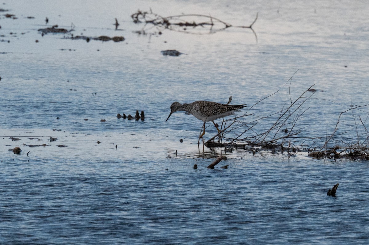 Lesser Yellowlegs - Isaac Boardman