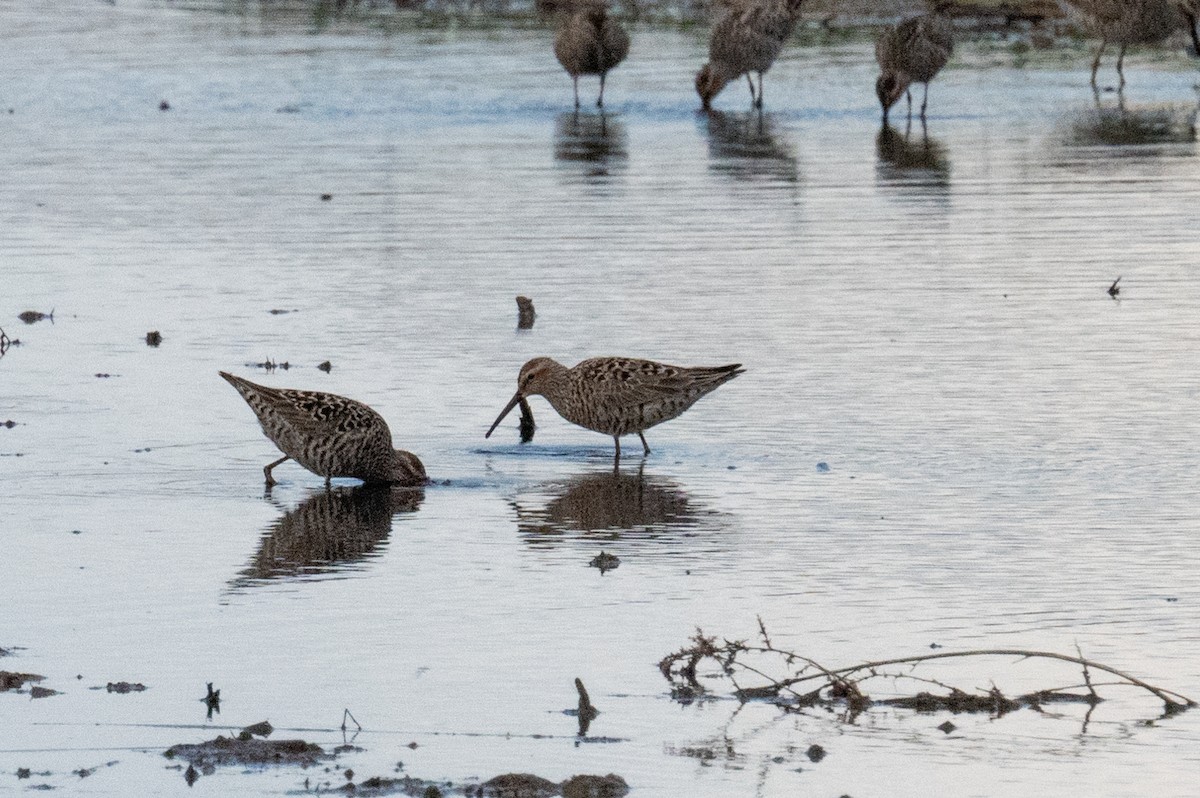 Stilt Sandpiper - ML619117317