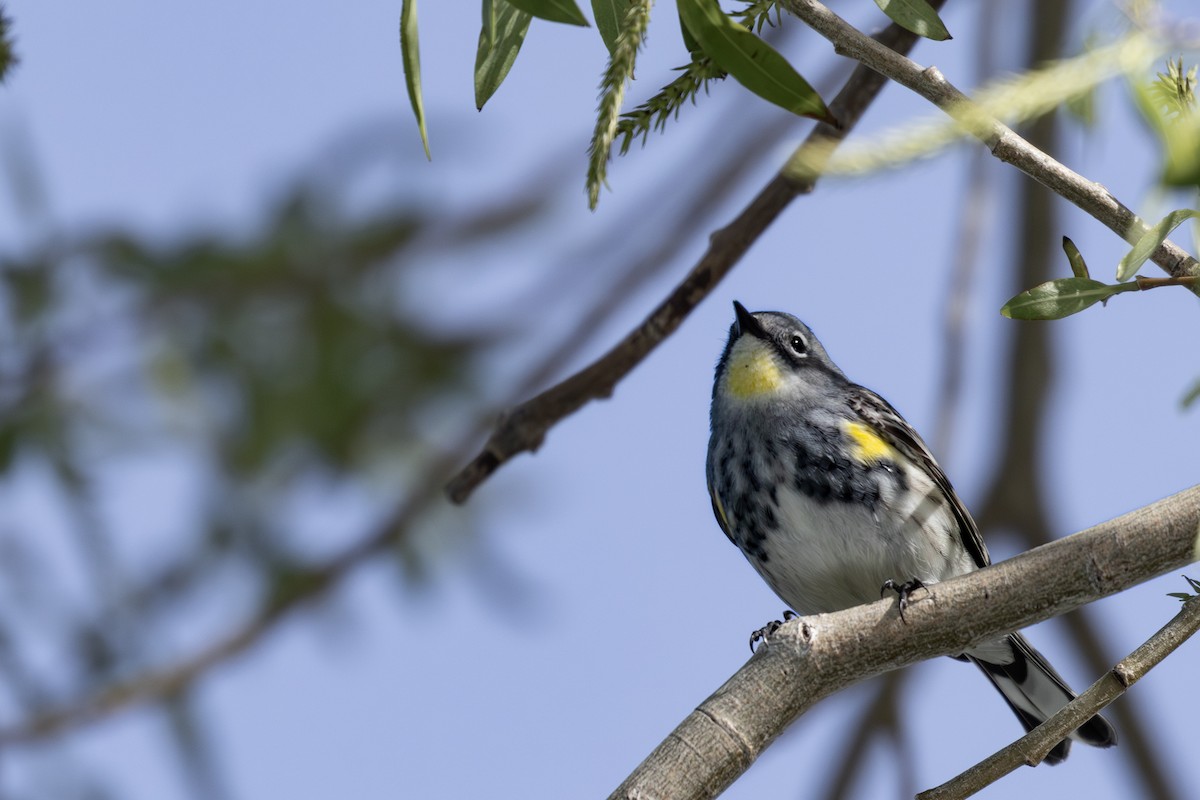 Yellow-rumped Warbler - Roger Kohn