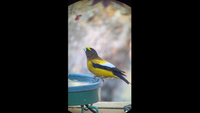 Evening Grosbeak - ML619117386