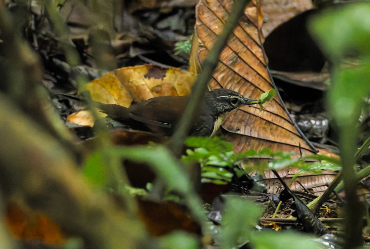 Brustflecktapaculo - ML619117400