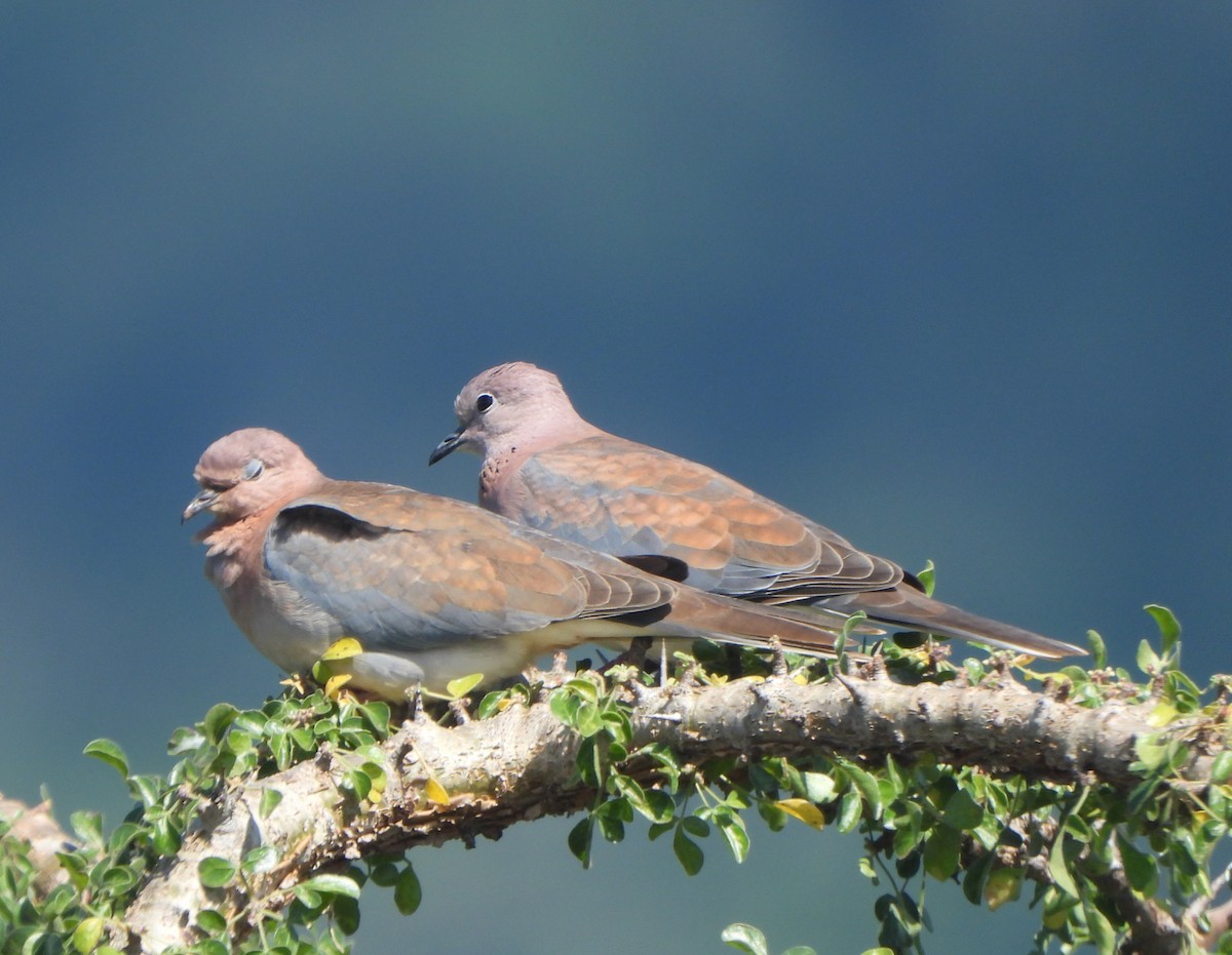 Laughing Dove - ML619117401