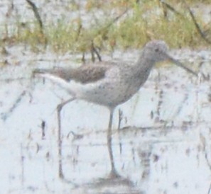 Common Greenshank - ML619117406