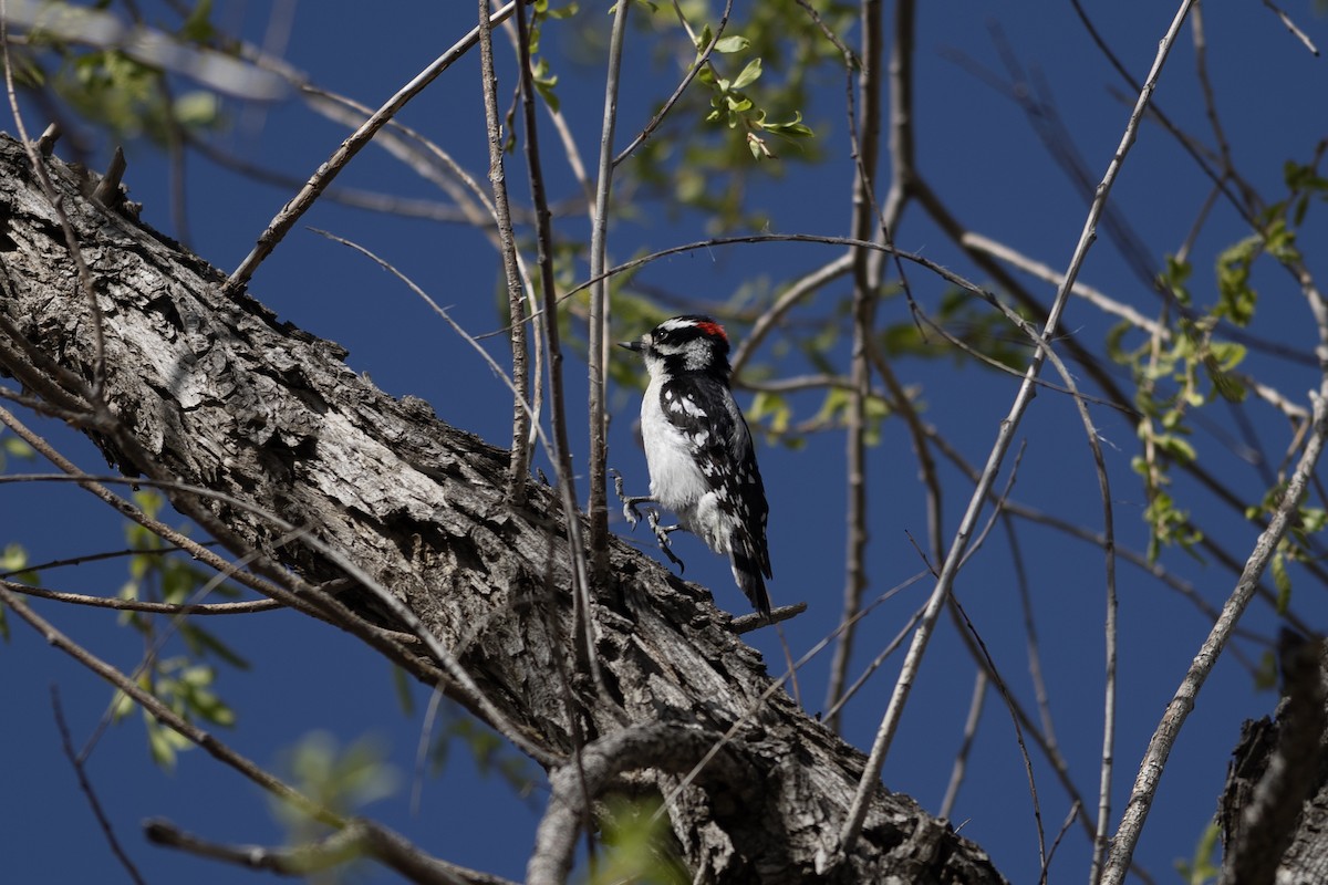 Downy Woodpecker (Rocky Mts.) - Peter Arnold