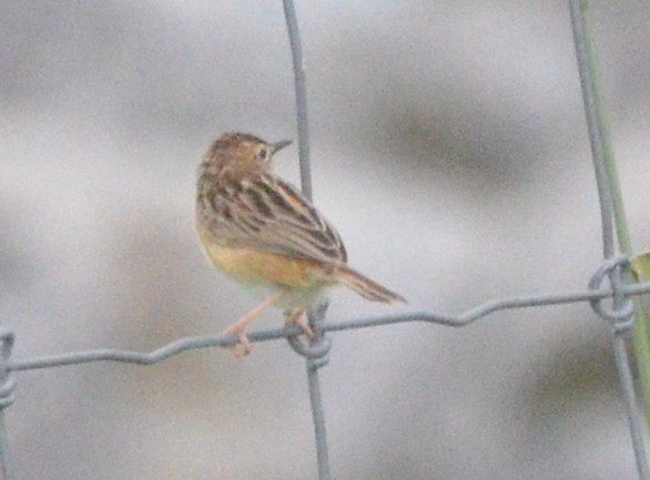 Zitting Cisticola - ML619117409