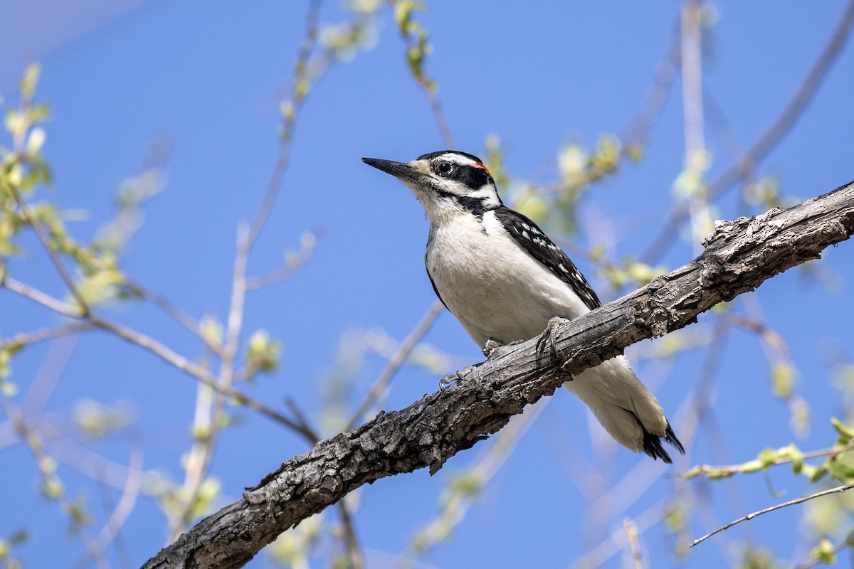 Hairy Woodpecker (Rocky Mts.) - Peter Arnold