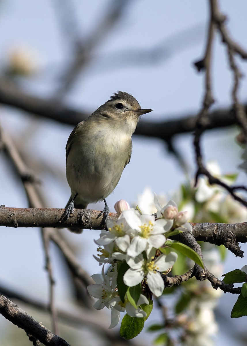 Warbling Vireo - Peter Arnold