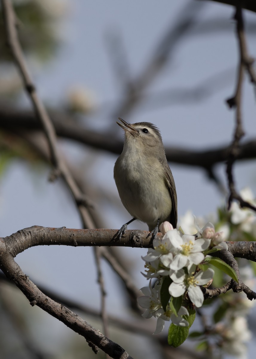 Warbling Vireo - Peter Arnold