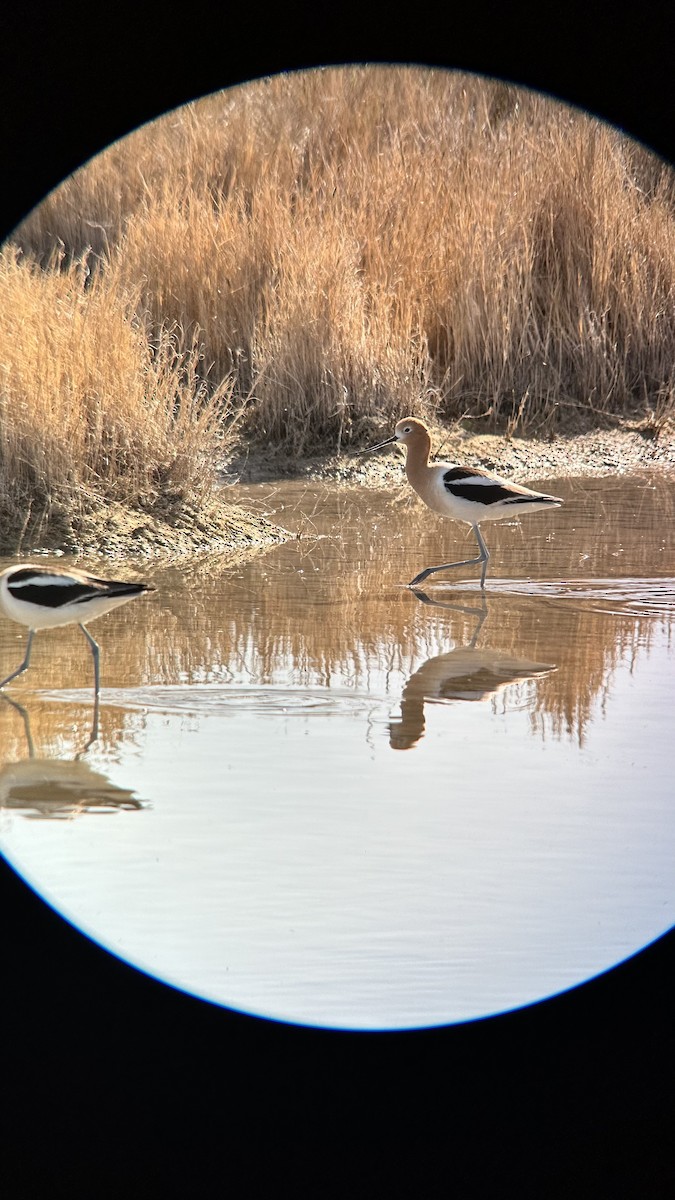 Avocette d'Amérique - ML619117433