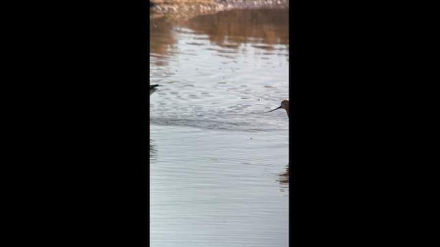 Avocette d'Amérique - ML619117434