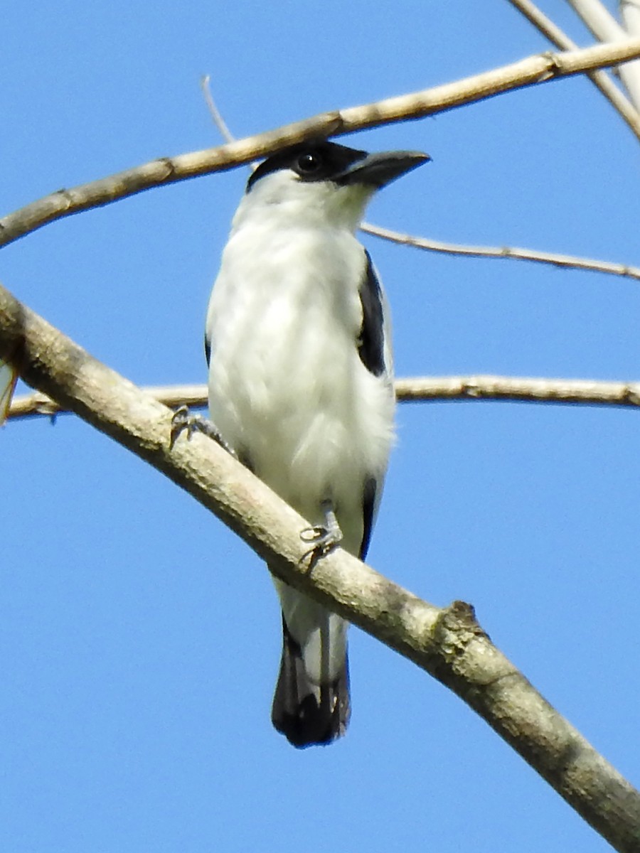 Black-crowned Tityra - Diana Alexandra Romero Poveda