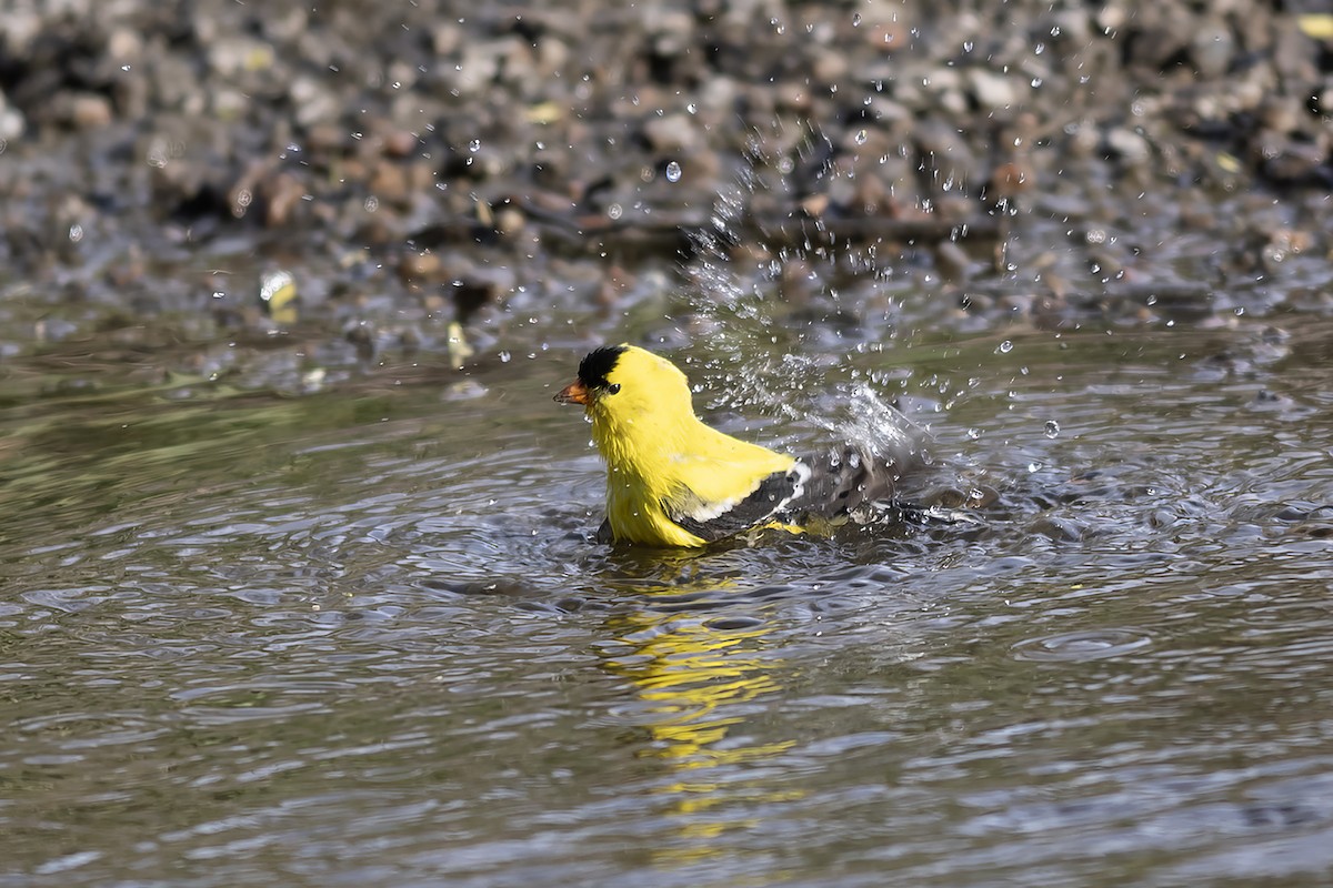 American Goldfinch - Peter Arnold