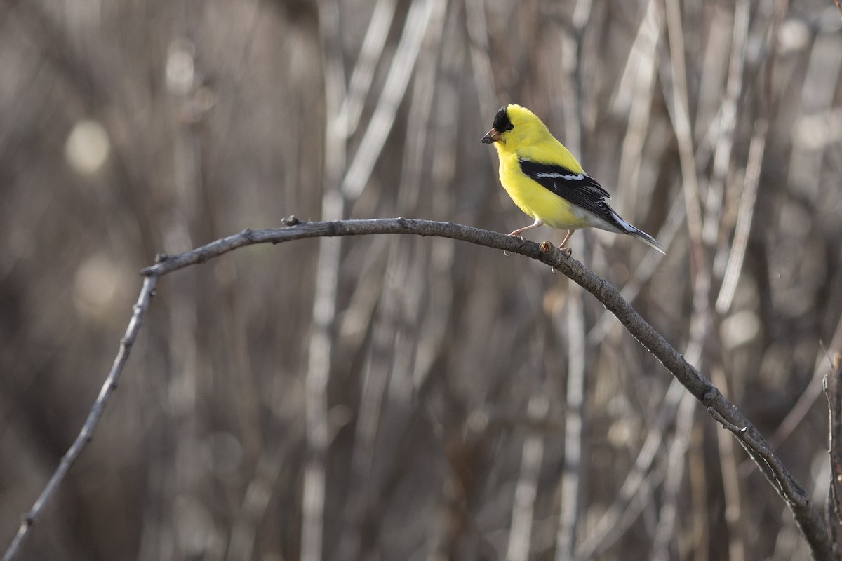 American Goldfinch - Peter Arnold