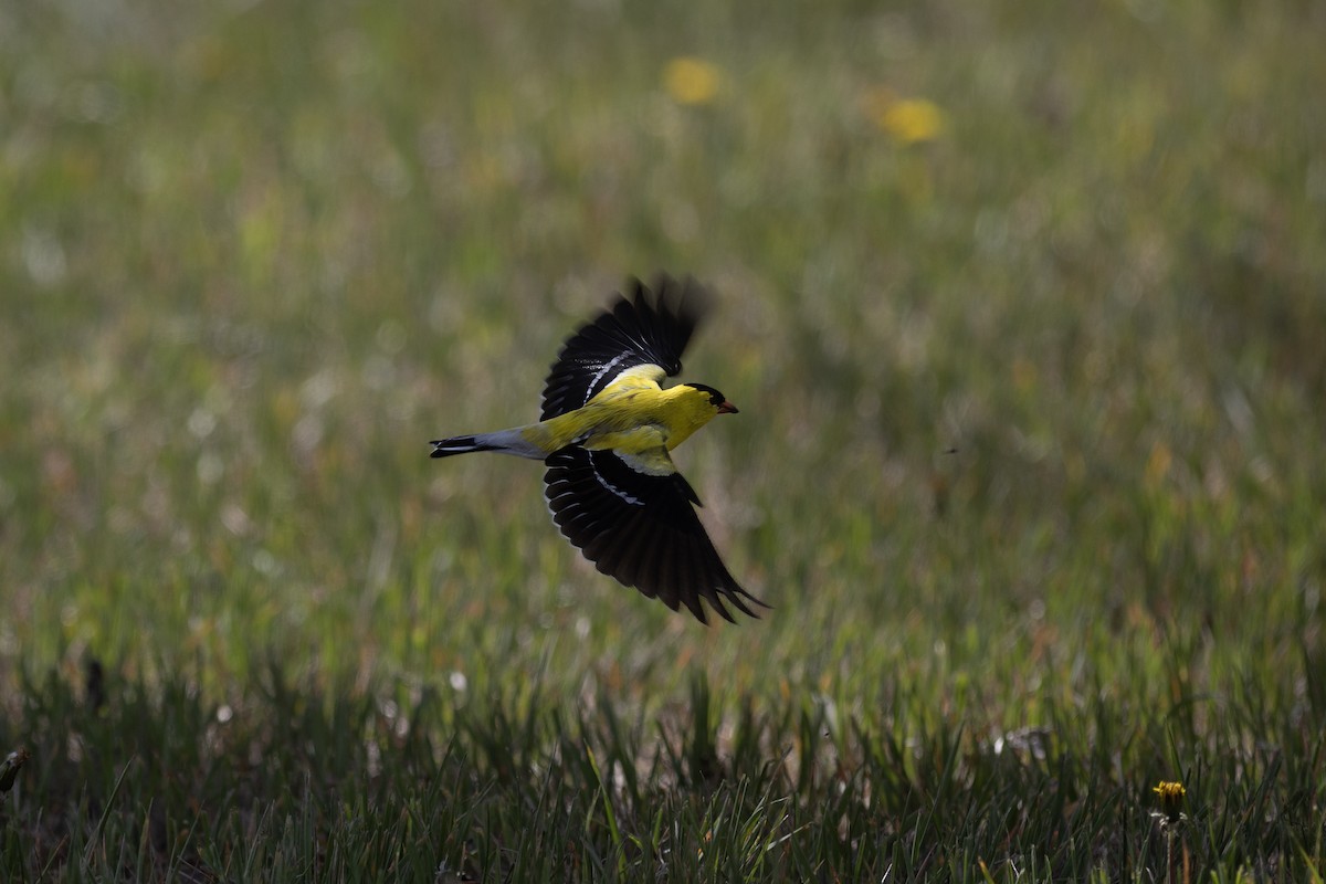 American Goldfinch - ML619117442