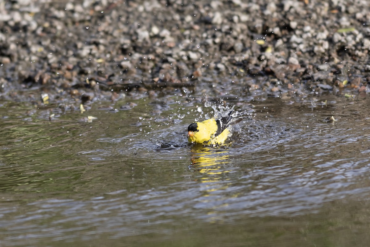 American Goldfinch - Peter Arnold