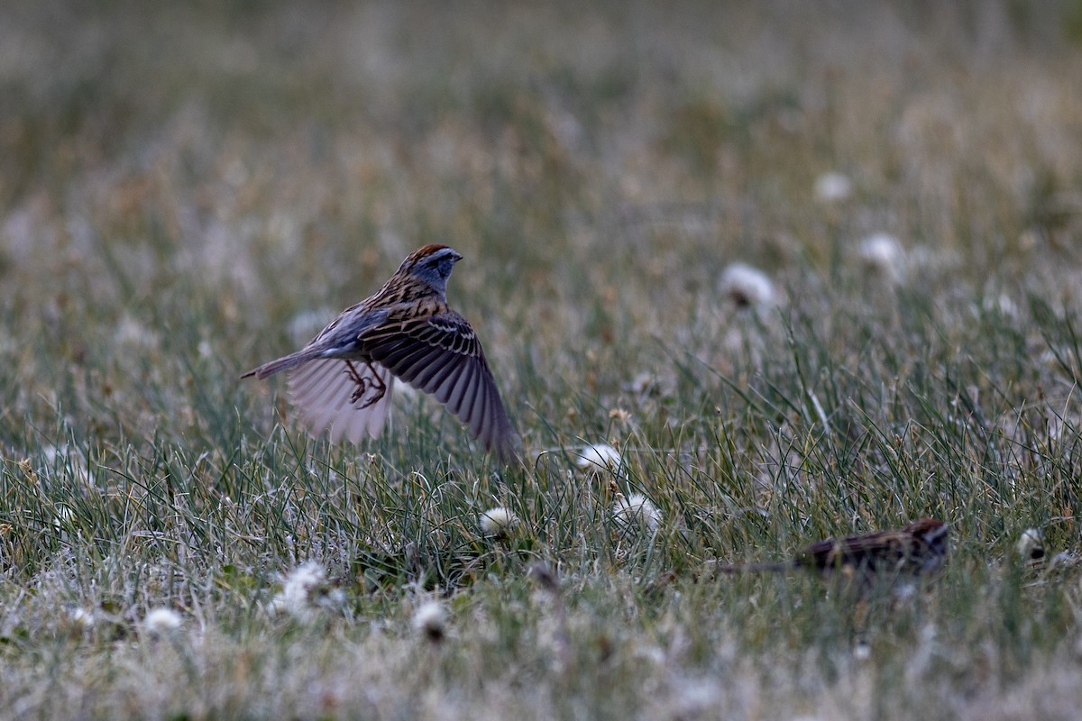 Chipping Sparrow - Peter Arnold