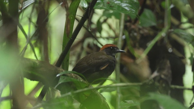 Rufous-capped Antthrush - ML619117457