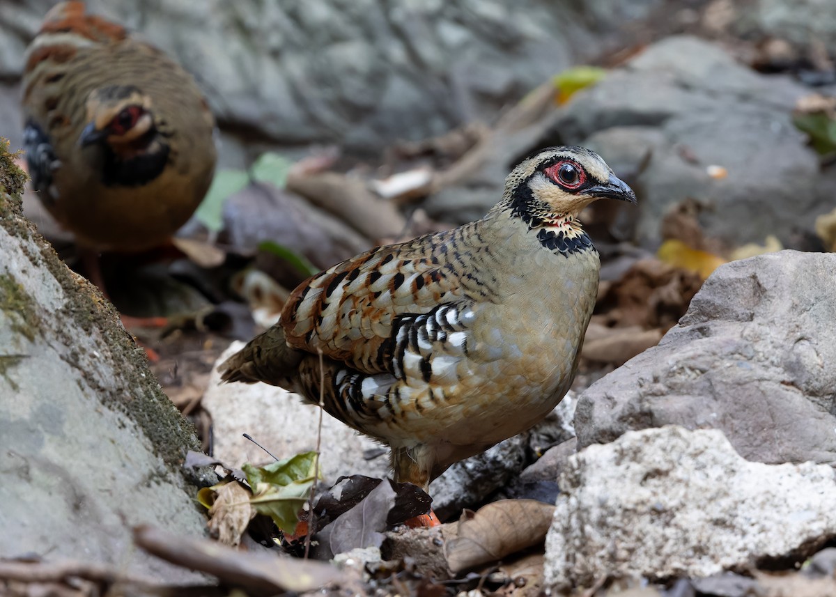 Bar-backed Partridge - Ayuwat Jearwattanakanok