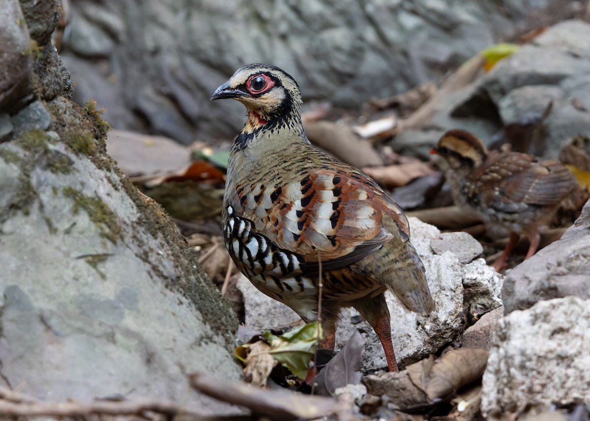 Bar-backed Partridge - Ayuwat Jearwattanakanok