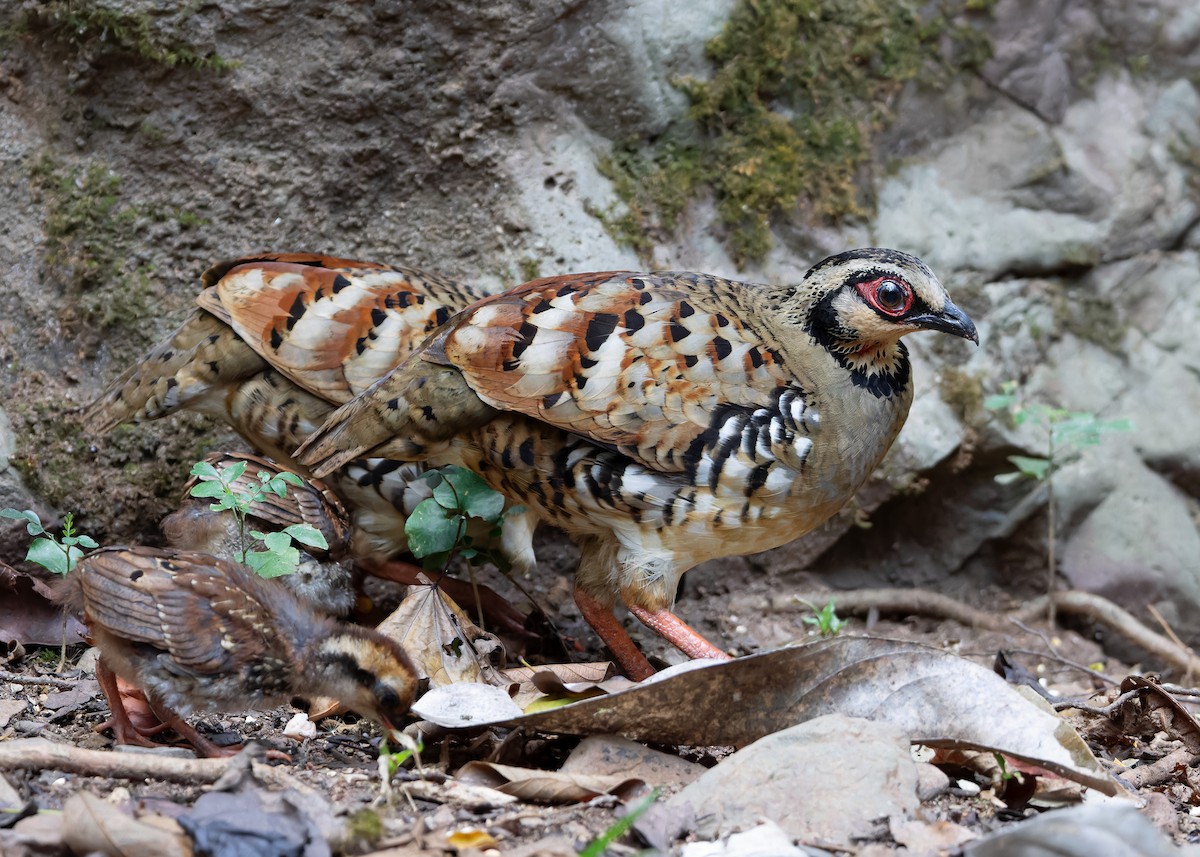 Bar-backed Partridge - Ayuwat Jearwattanakanok