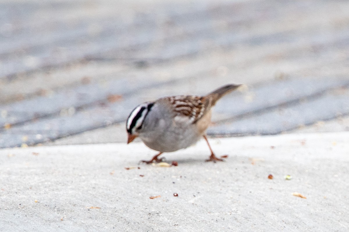 White-crowned Sparrow - Kirstyn Eckhardt