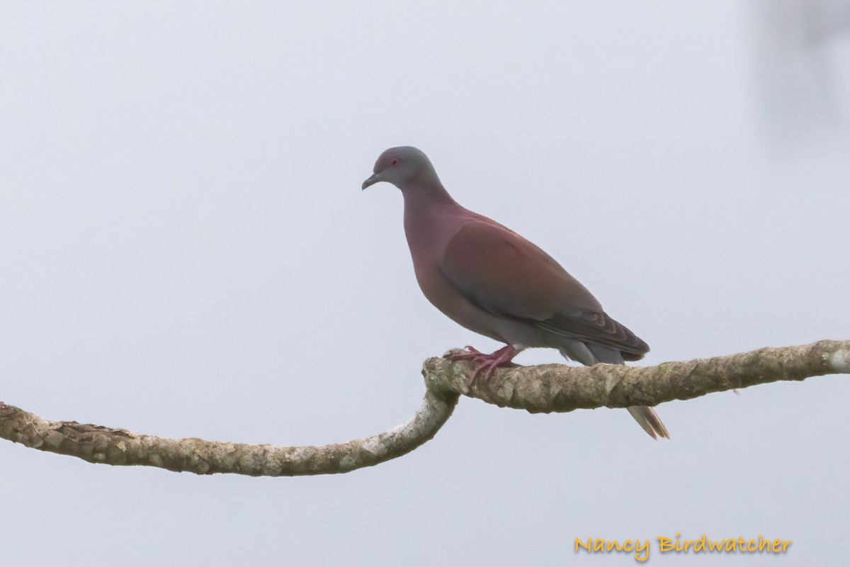 Pale-vented Pigeon - Nancy Fernández