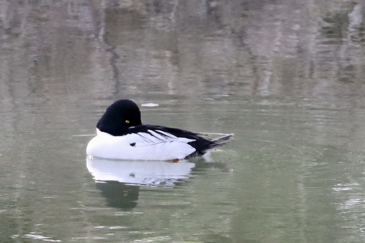 Common Goldeneye - Sarah von Innerebner