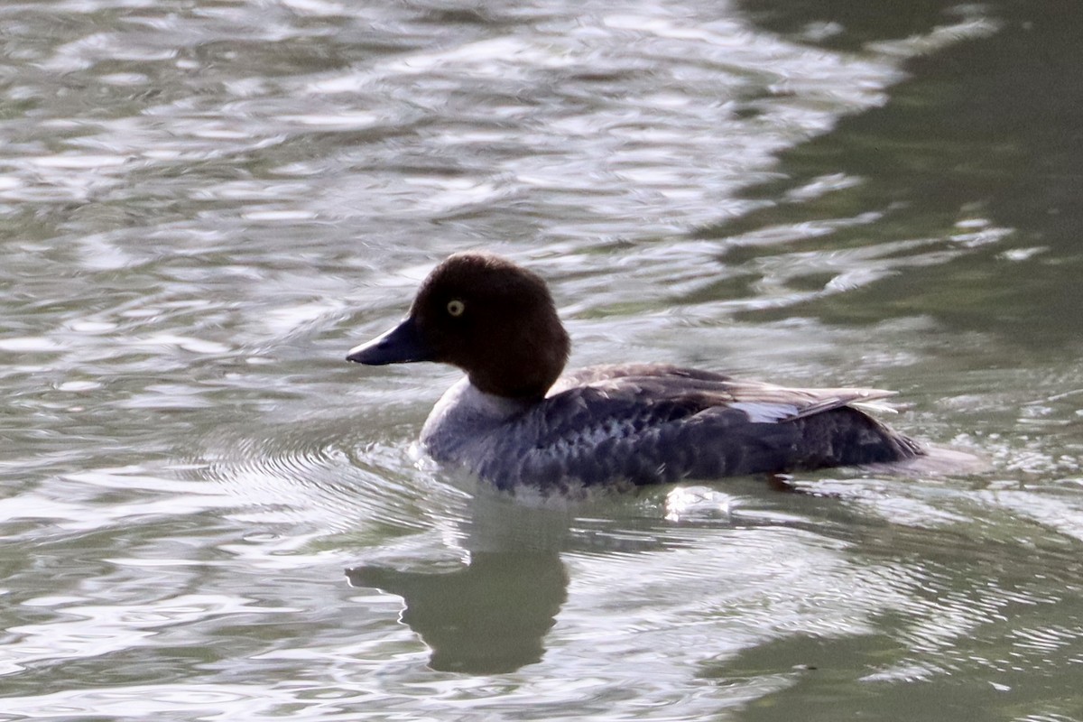 Common Goldeneye - Sarah von Innerebner