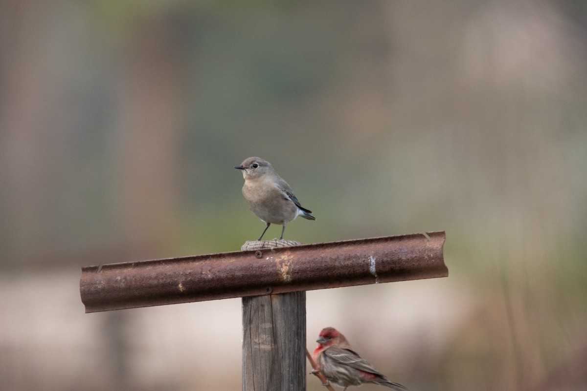 Mountain Bluebird - Tony Byrne